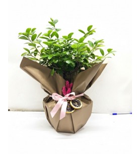 Ficus Gingseng - Bonsai Ağacı 45 cm